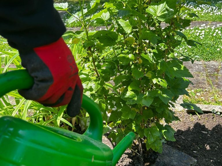 Gießservice des Gartenservice Heidrich im Raum Würzburg